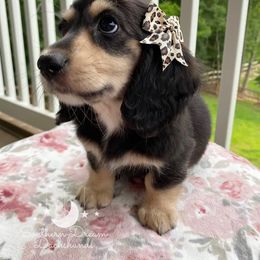 Dachshund Puppies from Southern Dream Dachshunds