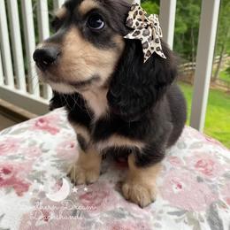 Dachshund Puppies from Southern Dream Dachshunds