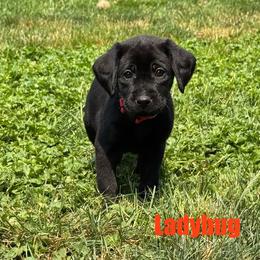 Ladybug - Black female Labrador Retriever puppy in Tigard, Oregon from Morrison Labrador Retreivers