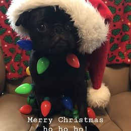 Pug Puppies from Hatfield Pugs