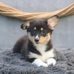 Breeze - Black and tan female Pembroke Welsh Corgi puppy in Fayetteville, Arkansas from Intergalactic Corgis