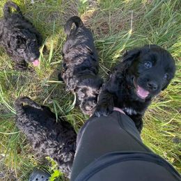 Central Asian Shepherd Dogs and Portuguese Water Dogs from Ascent Central Asian Shepherds & Portuguese Water Dogs