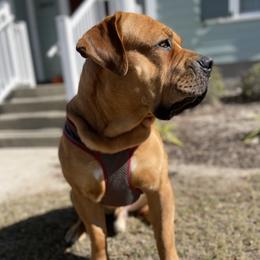 Boerboels from Uptown Kennels