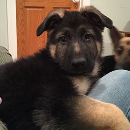 German Shepherd Puppies from Dawnhill