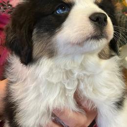Silly Violet - Black tri female Miniature American Shepherd puppy in Sprague, Washington from Poetry Poms