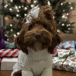 Kona - Cockapoo