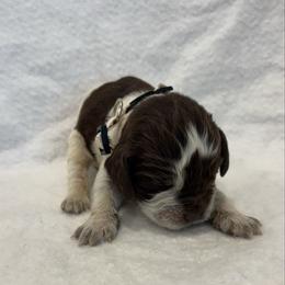 Tan girl - Tri-Roan female English Springer Spaniel puppy in Lincoln, Texas from LeeCo. Springers