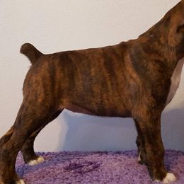 Boxer Puppies from WildRiver Boxers