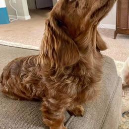 Moose - Dachshund