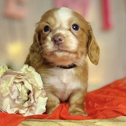 Boy 1 - Red Dachshund puppy in North Port, Florida from Jessica Louise Dachshunds
