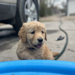 Dachshund and Golden Retriever Puppies from Wyo Dachshunds & Goldens