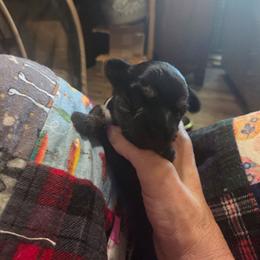 NASH - Black and gold male Yorkshire Terrier puppy in Toledo, Ohio from Yorkies