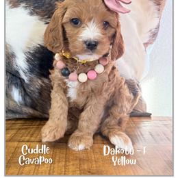 Dakota - Red female Cavapoo puppy in Fort Lupton, Colorado from Puppy Paws Colorado