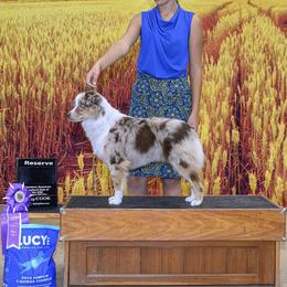 York - Red merle male Miniature American Shepherd puppy in Monroe, Utah from Shawnkara Australian Shepherds & Miniature American Shepherds