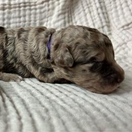 Purple Girl - Merle female Double Doodle puppy in Huntsville, Alabama from Winchester Doodles