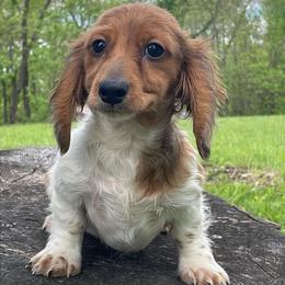 Emil - Dapple male Dachshund puppy in Industry, Illinois from KDKs Kennels