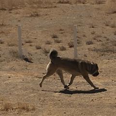 Armenian Gamprs and Boxers from Moonlite Boxers N Gamprs