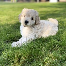 Australian Labradoodle Puppies from Tiny Treasures Australian Labradoodles