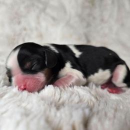 Stella - Tri-color female Cavalier King Charles Spaniel puppy in Wildomar, California from Enchanted Rose Cavaliers