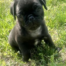 Lary - Black male Pug puppy in Indian Trail, North Carolina from Love Pugs