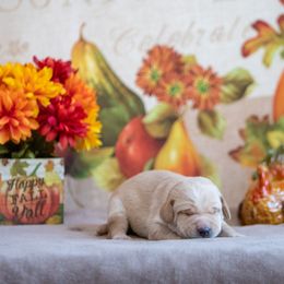 Labrador Retriever Puppies from Sun Ridge Labradors