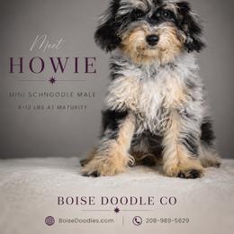 Howie - Merle male Schnoodle puppy in Caldwell, Idaho from Boise Doodle Co.