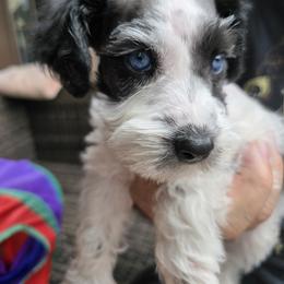 Lily - Parti female Miniature Schnauzer puppy in Winter Haven, Florida from The Blue Eyed Schnauzer