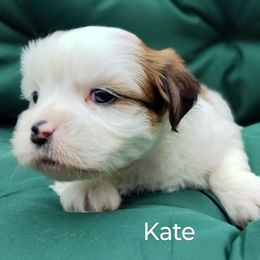 Kate - Parti female Lhasa Apso puppy in Jefferson, New York from Absolute Lhasa Love