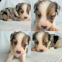 Blue Merle male - Blue merle male Miniature Australian Shepherd puppy in Brooker, Florida from Honey, I Shrunk the Aussies