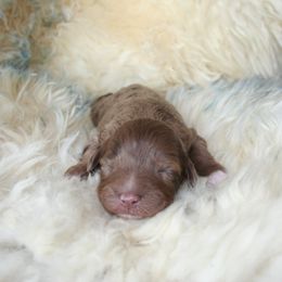 Aussiedoodle Puppies from Loving Doodle