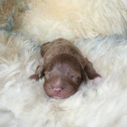 Aussiedoodle Puppies from Loving Doodle