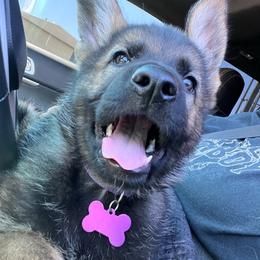 Lt. Purple - Black and tan female German Shepherd puppy in Kansas, Ottawa, Kansas from Import German Shepherds of Kansas