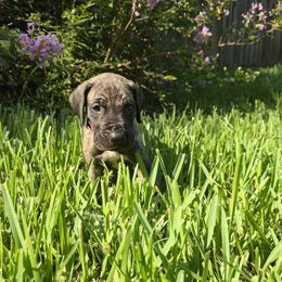 Doberman Pinscher and Great Dane Puppies from Draggin Dobermans & Great Danes
