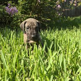 Doberman Pinscher and Great Dane Puppies from Draggin Dobermans & Great Danes