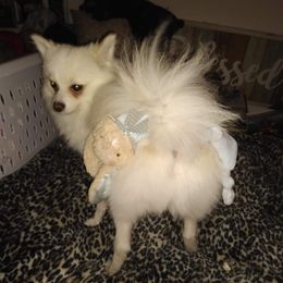 Pomeranians from Suey's Angels