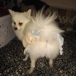 Pomeranians from Suey's Angels