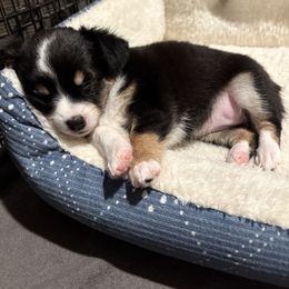 Eadie - Black and white female Chihuahua puppy in Canton, Texas from Heavenly Chihuahua