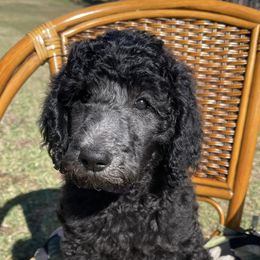 Poodles from Pure-Poodle