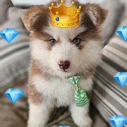 Boy 2 - Red and white male Siberian Husky puppy in Terre Haute, Indiana from April's Huskies