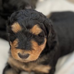 Girl 7 - Bernedoodle puppy in Berryville, Virginia from Hazel the Bernedoodle