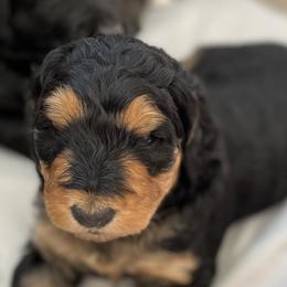 Girl 7 - Bernedoodle puppy in Berryville, Virginia from Hazel the Bernedoodle