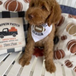 Goldendoodle Puppies from Thompson Creek Doodles