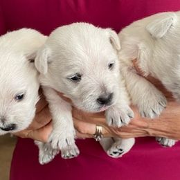 West Highland White Terriers from Walters Westie’s