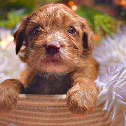 PRANCER - Brown and white male Sheepadoodle puppy in Buffalo, Minnesota from Fur-ever Doodles