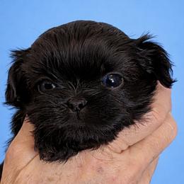 Brennan - Black male Shih Tzu puppy in Tallahassee, Florida from Bows and Bow Ties