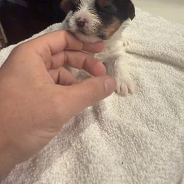 Yorkshire Terrier Puppies from Dallas Parti Yorkies