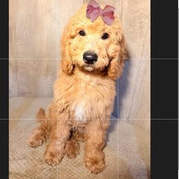 Mya - Apricot female Goldendoodle puppy in Valdosta, Georgia from Designer Doodles of South GA