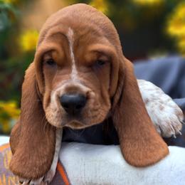 Basset Hound and Beagle Puppies from Orange Mountain Basset Hounds & Beagles