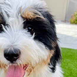 Sadie - Bernedoodle