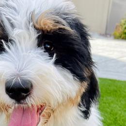 Sadie - Bernedoodle